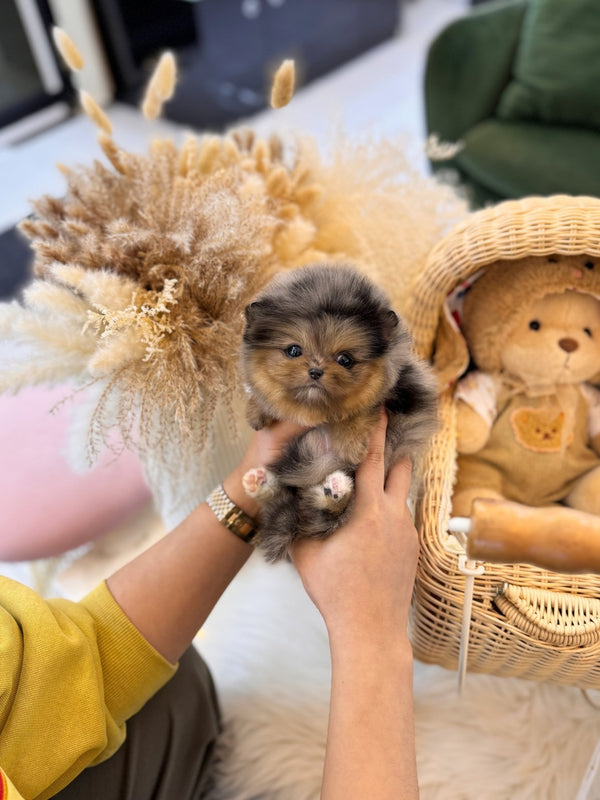 Pomeranian - Julian(Female) - Beautiful puppy teacup puppy with adorable features available for adoption from Velydog