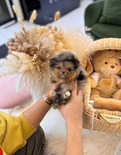 Pomeranian - Julian(Female) - Beautiful puppy teacup puppy with adorable features available for adoption from Velydog