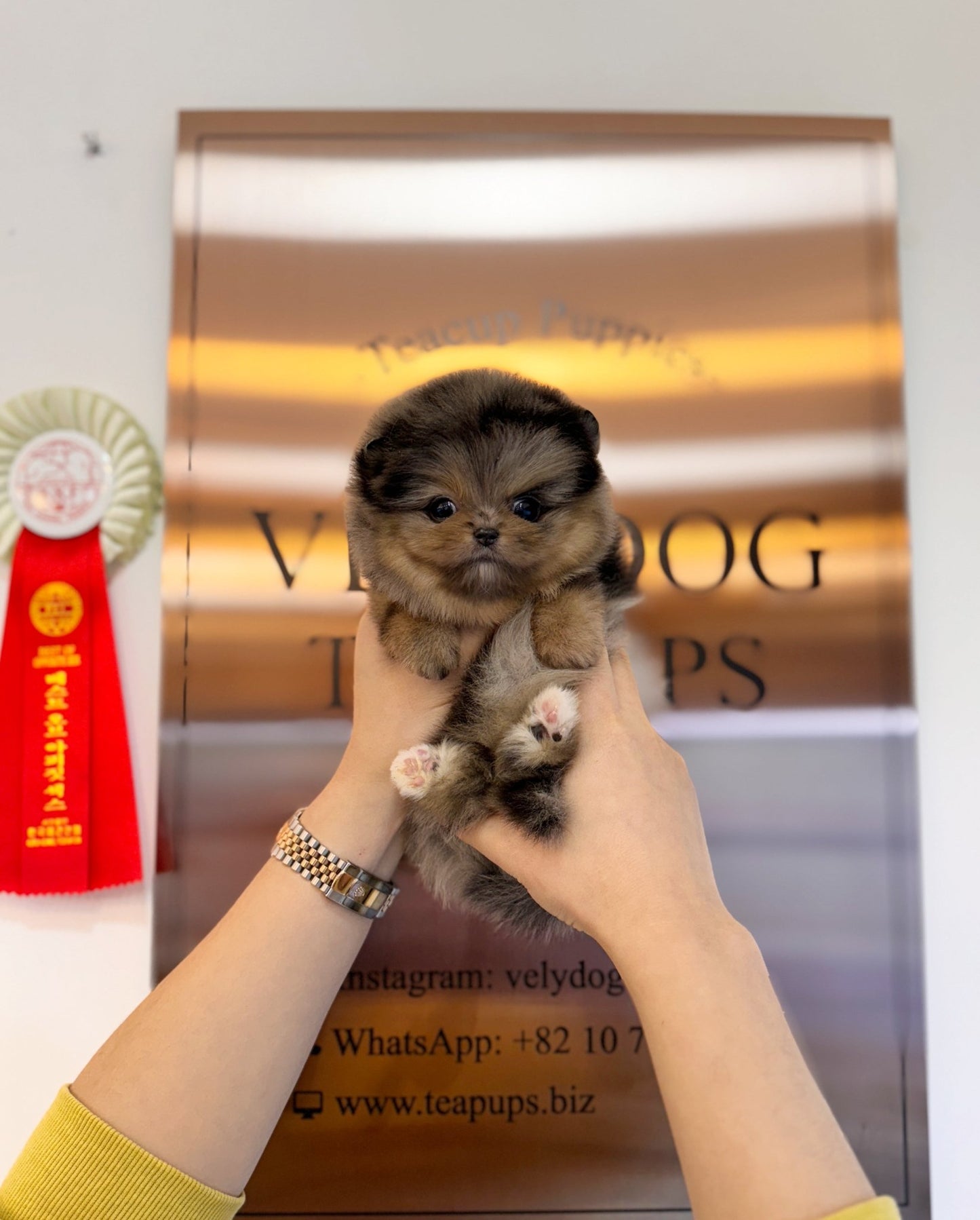 Pomeranian - Julian(Female) - Beautiful puppy teacup puppy with adorable features available for adoption from Velydog