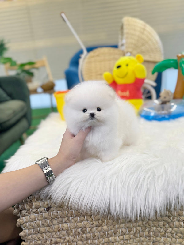 Pomeranian - Kei(Male) - Beautiful puppy teacup puppy with adorable features available for adoption from Velydog