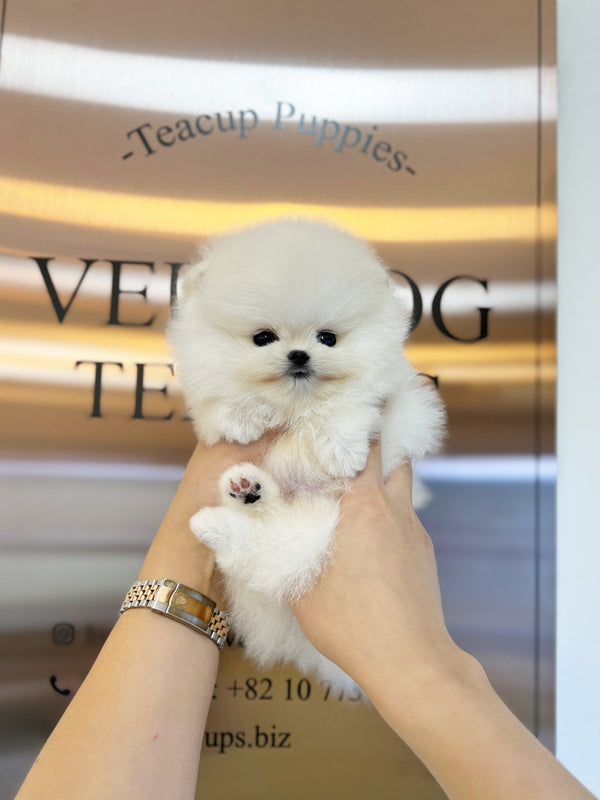 Pomeranian - Kenny(Male) - Beautiful puppy teacup puppy with adorable features available for adoption from Velydog
