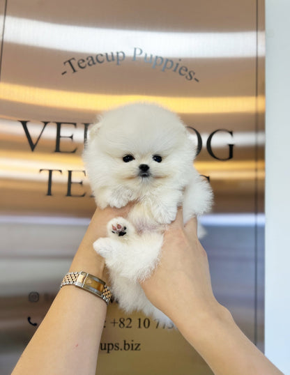 Pomeranian - Kenny(Male) - Beautiful puppy teacup puppy with adorable features available for adoption from Velydog