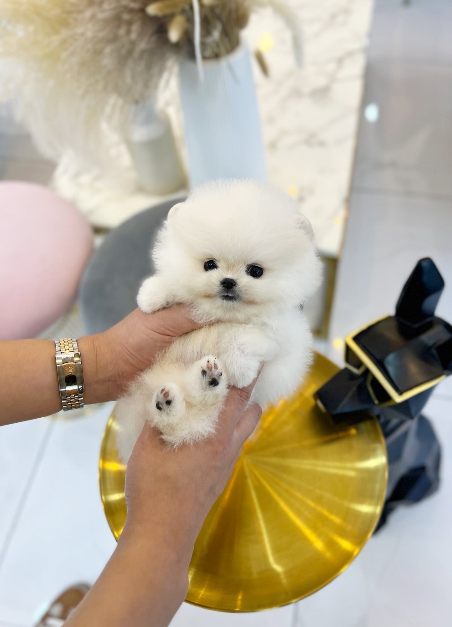 Pomeranian - Kenny(Male) - Beautiful puppy teacup puppy with adorable features available for adoption from Velydog