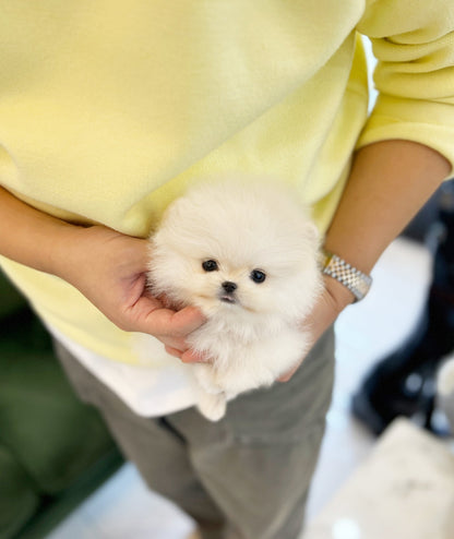 Pomeranian - Kenny(Male) - Beautiful puppy teacup puppy with adorable features available for adoption from Velydog