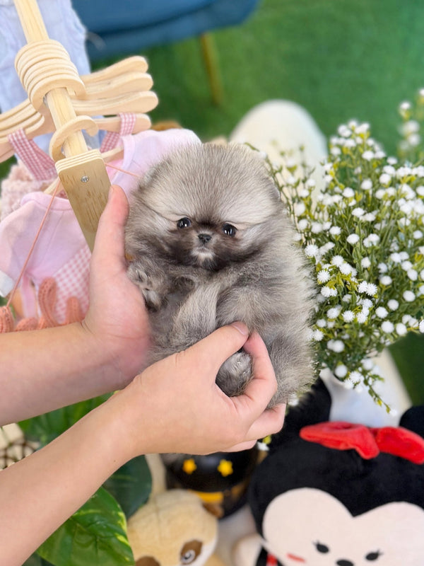 Pomeranian - Kiki(Female) - Beautiful puppy teacup puppy with adorable features available for adoption from Velydog