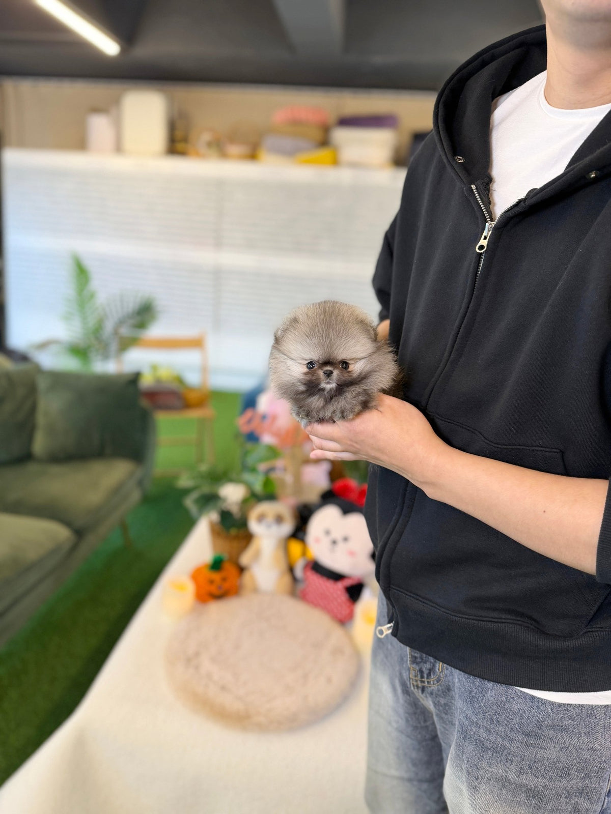 Pomeranian - Kiki(Female) - Beautiful puppy teacup puppy with adorable features available for adoption from Velydog