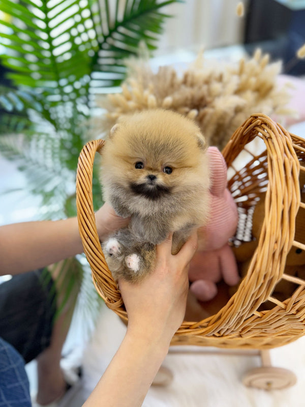 Pomeranian - Kona(Female) - Beautiful puppy teacup puppy with adorable features available for adoption from Velydog