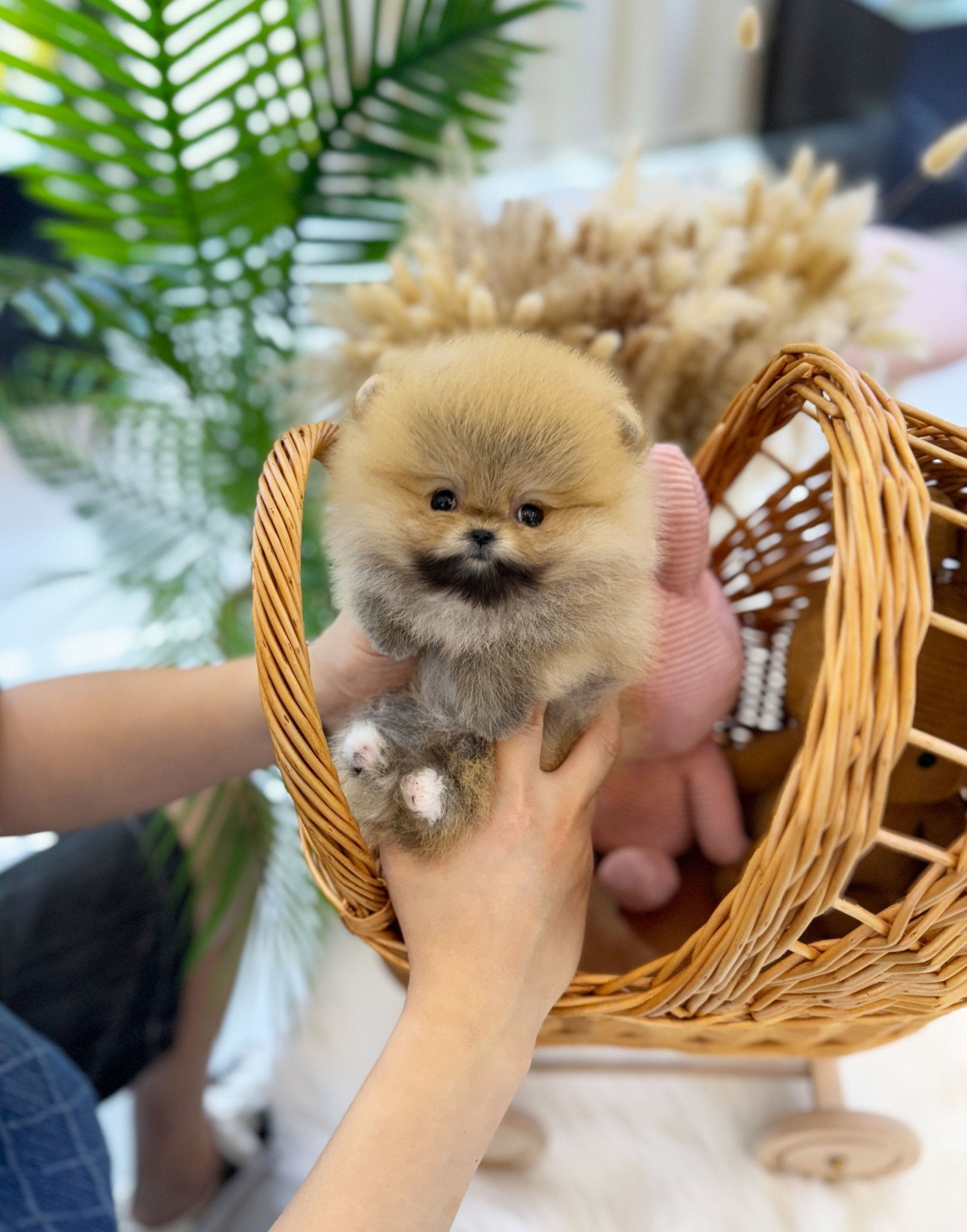 Pomeranian - Kona(Female) - Beautiful puppy teacup puppy with adorable features available for adoption from Velydog