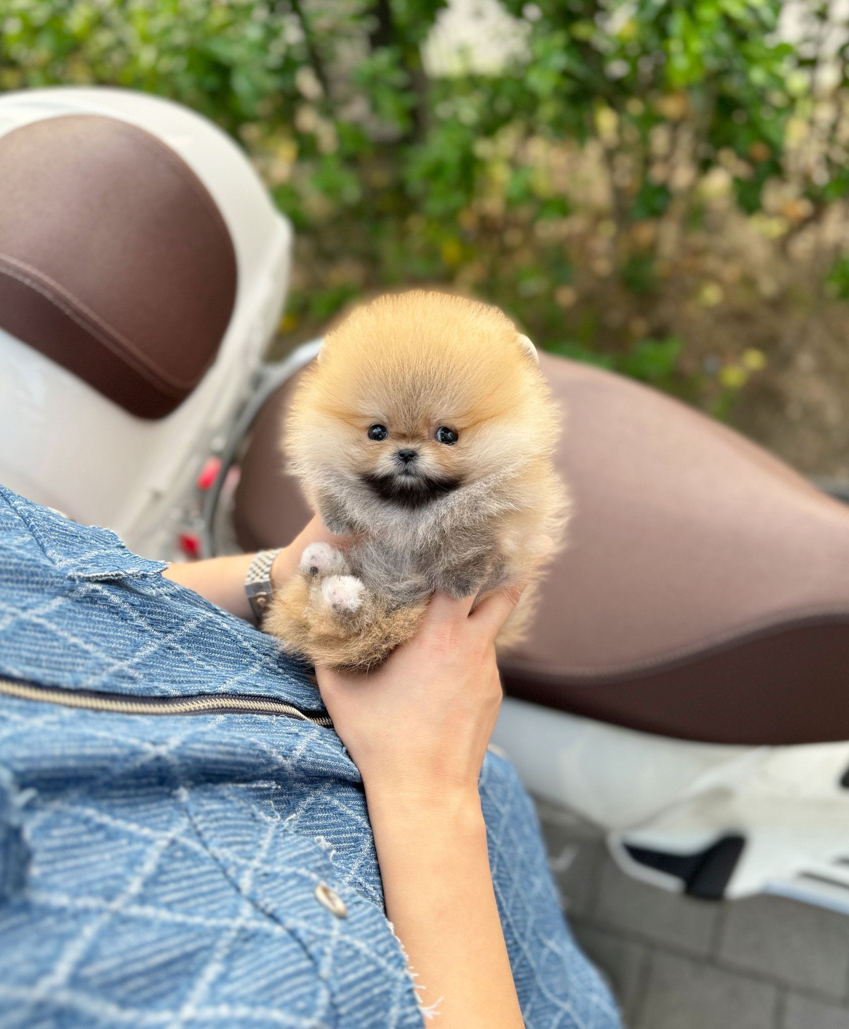 Pomeranian - Kona(Female) - Beautiful puppy teacup puppy with adorable features available for adoption from Velydog