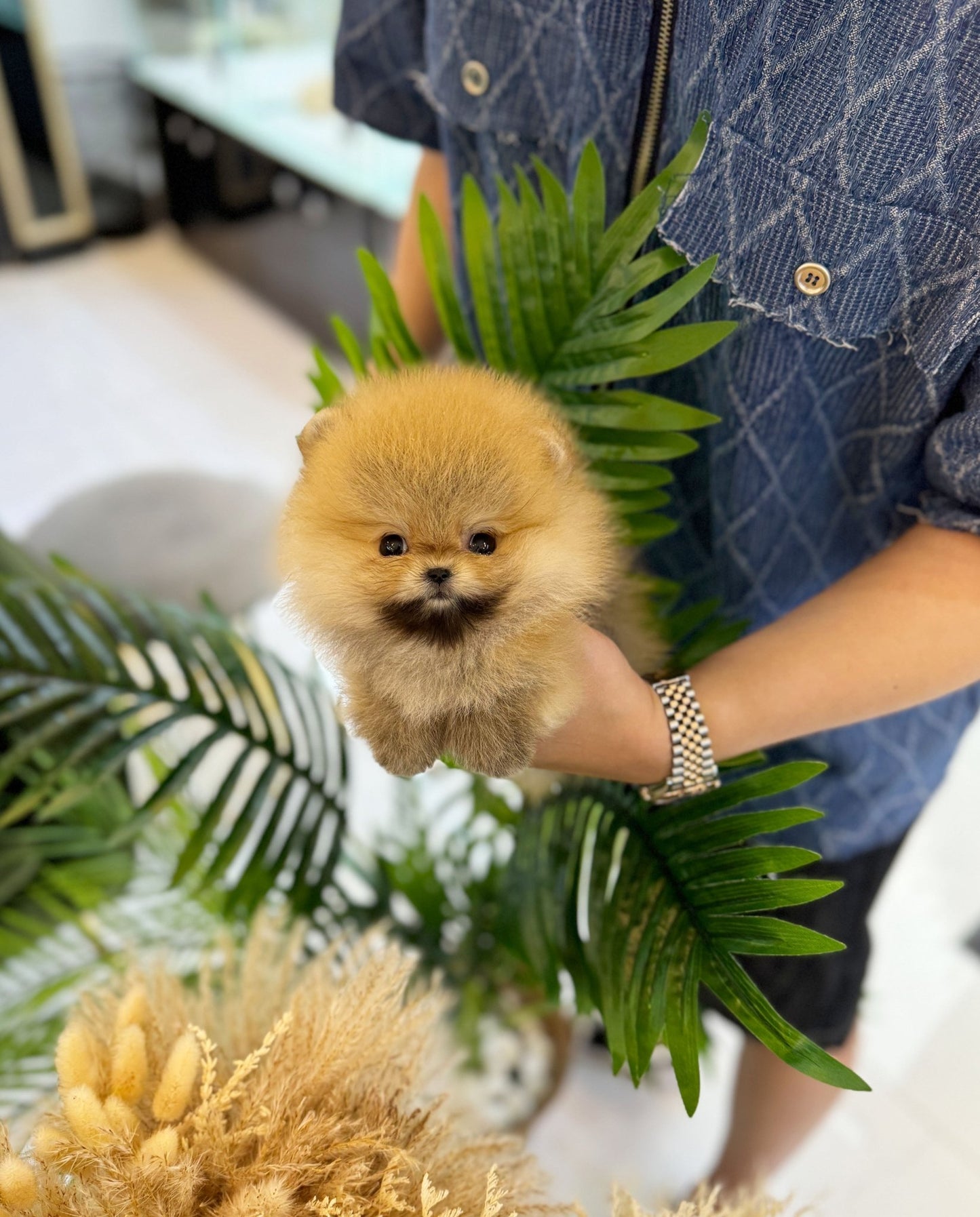 Pomeranian - Kona(Female) - Beautiful puppy teacup puppy with adorable features available for adoption from Velydog