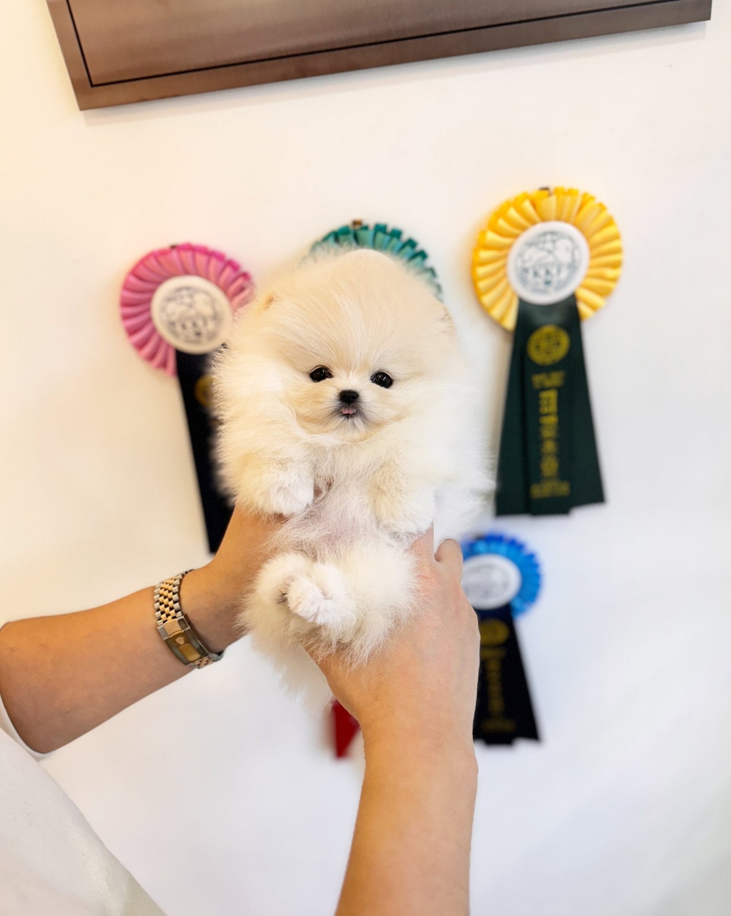 Pomeranian - Kuchi(Male) - Beautiful puppy teacup puppy with adorable features available for adoption from Velydog