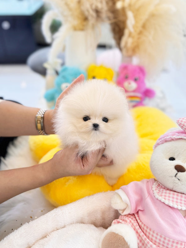 Pomeranian - Kuchi(Male) - Beautiful puppy teacup puppy with adorable features available for adoption from Velydog