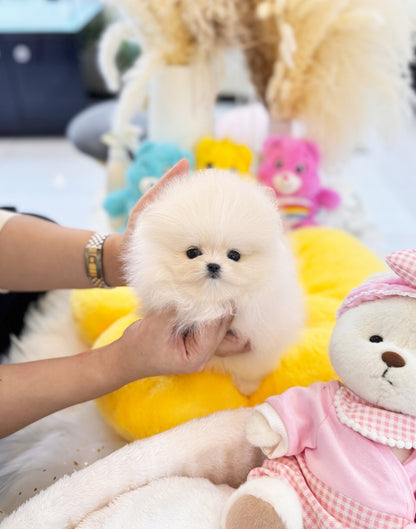 Pomeranian - Kuchi(Male) - Beautiful puppy teacup puppy with adorable features available for adoption from Velydog