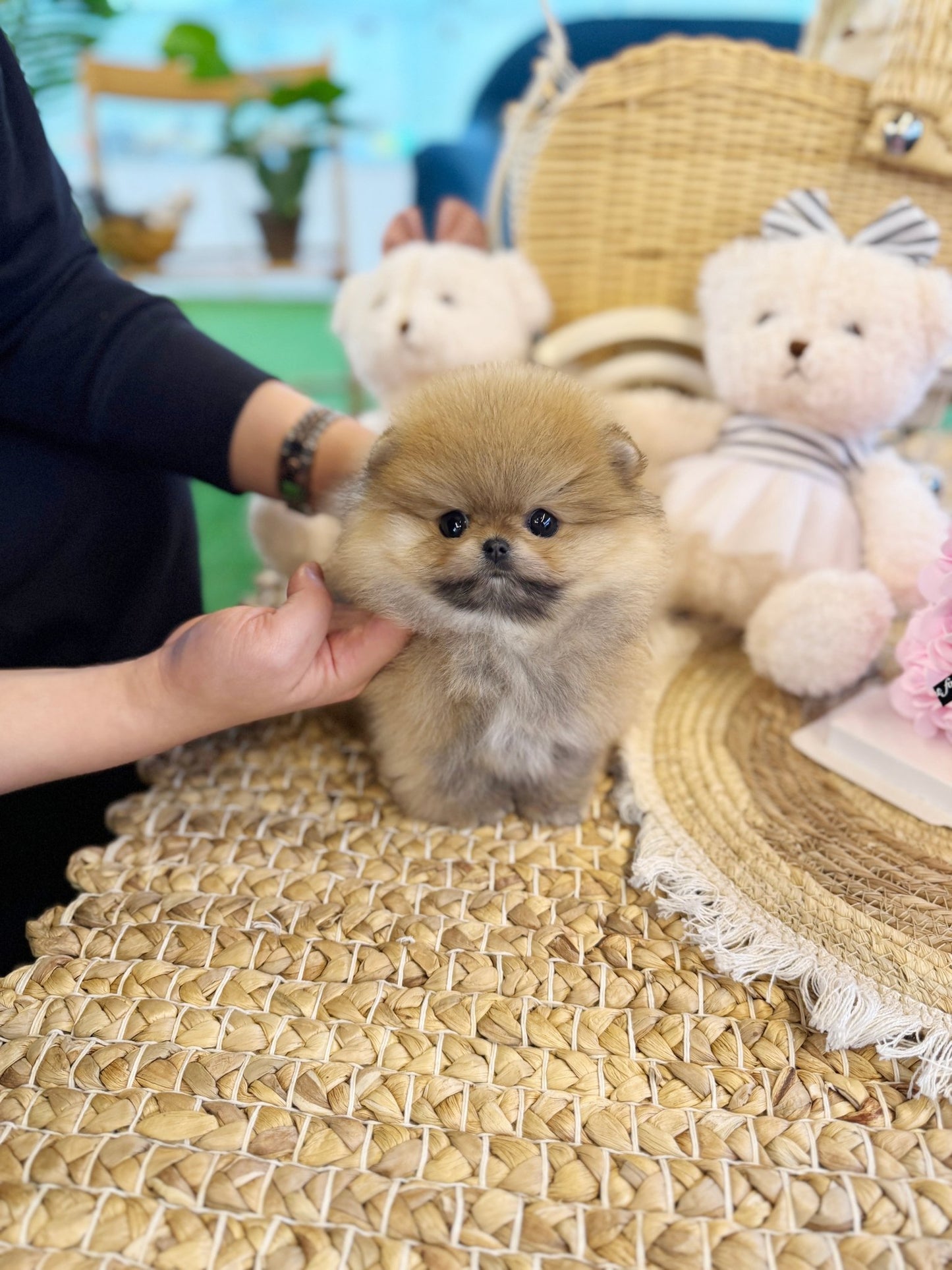 Pomeranian - Kunta(Male) - Beautiful puppy teacup puppy with adorable features available for adoption from Velydog