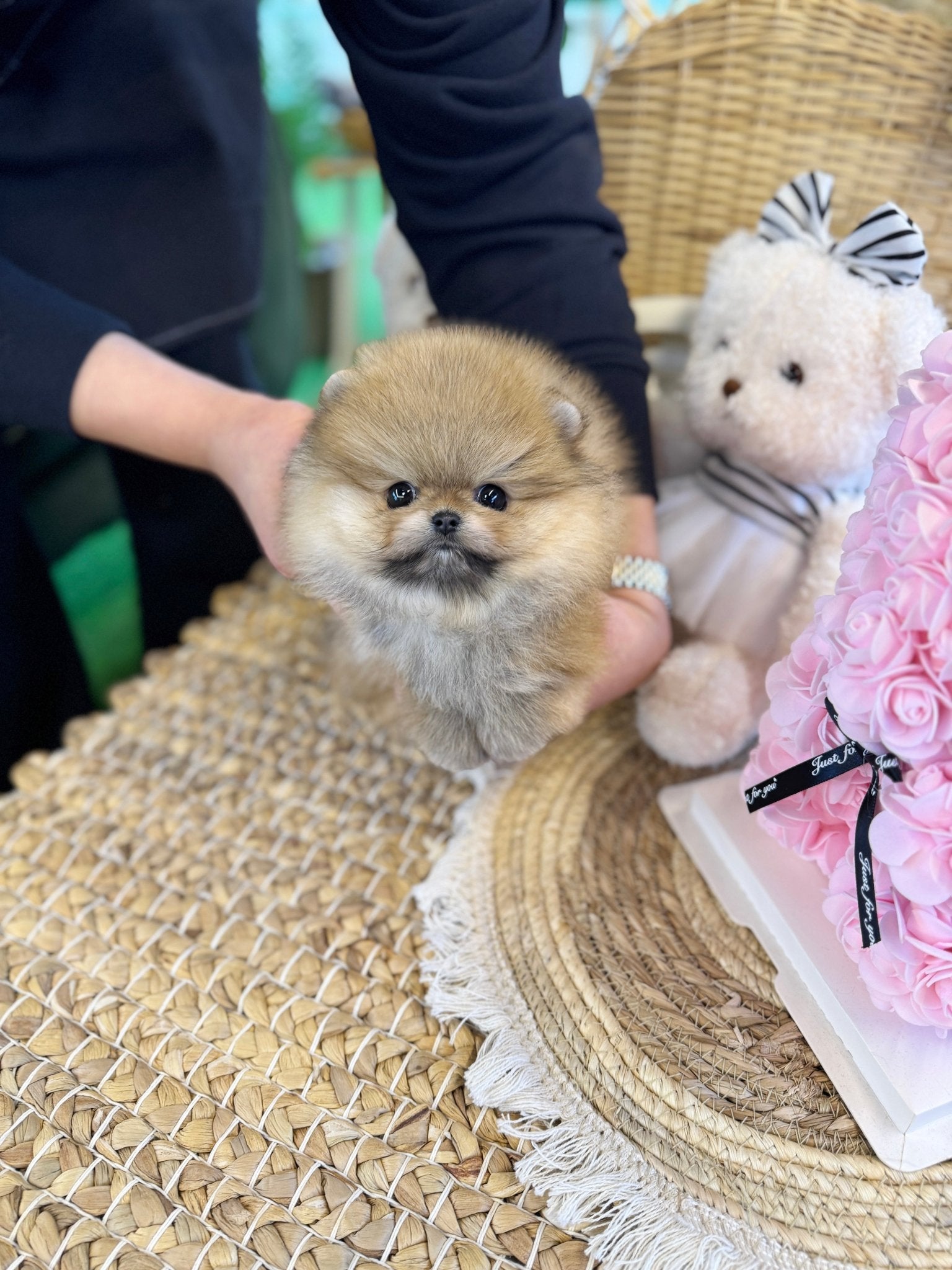 Pomeranian - Kunta(Male) - Beautiful puppy teacup puppy with adorable features available for adoption from Velydog