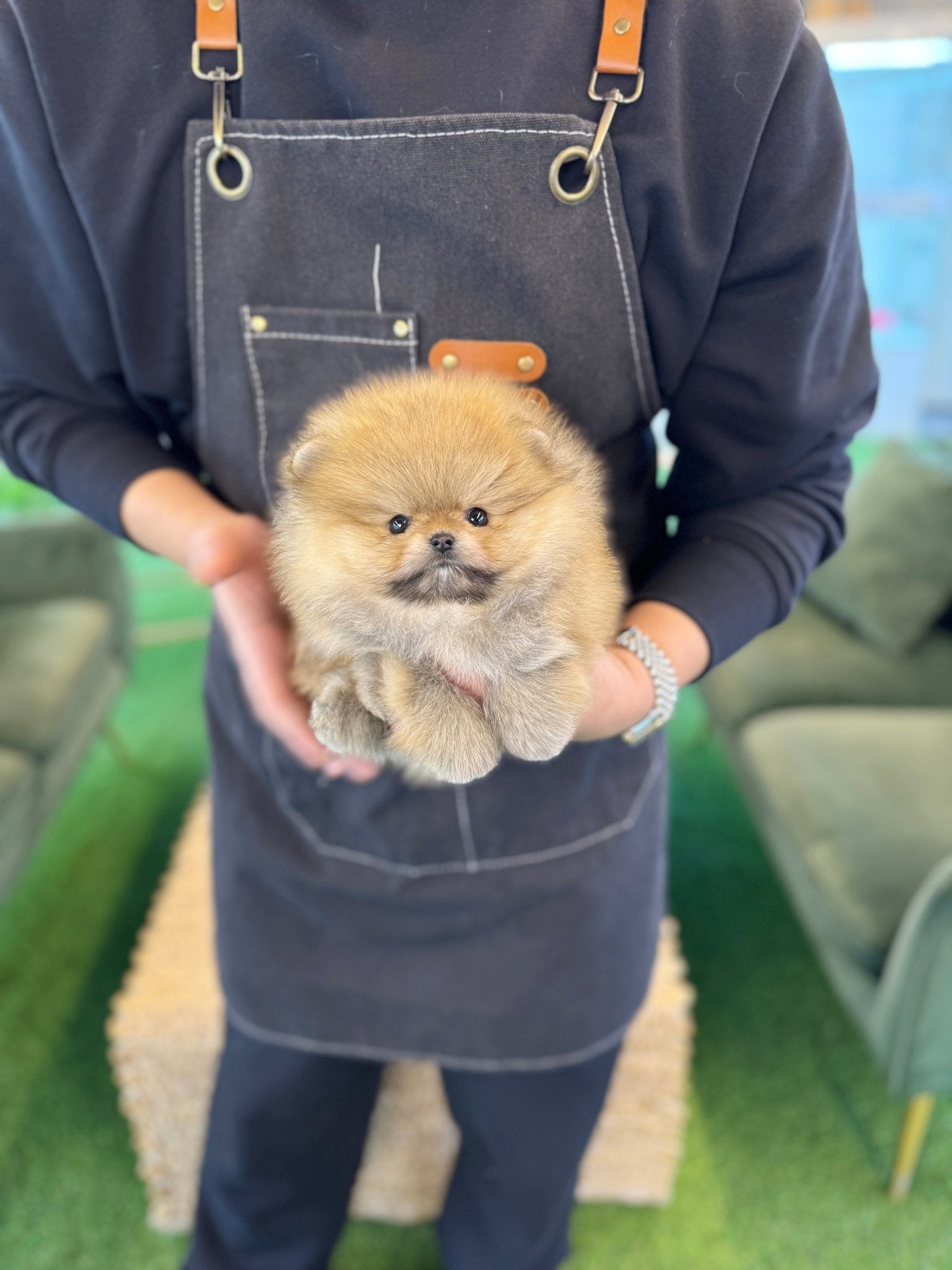 Pomeranian - Kunta(Male) - Beautiful puppy teacup puppy with adorable features available for adoption from Velydog