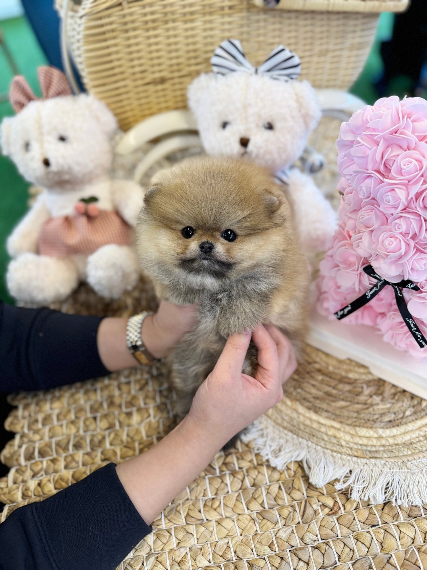 Pomeranian - Kunta(Male) - Beautiful puppy teacup puppy with adorable features available for adoption from Velydog