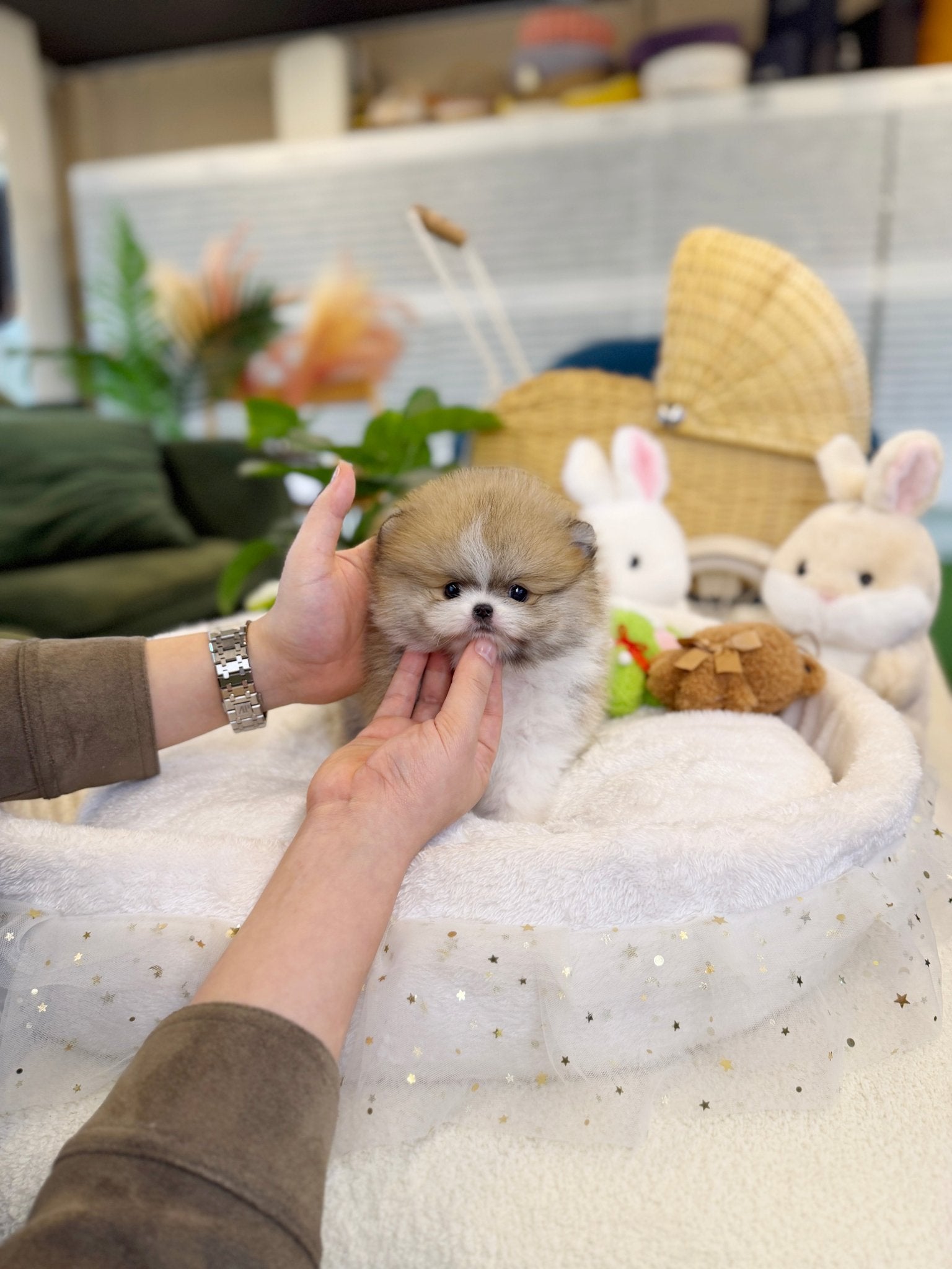 Pomeranian - Lemon(Male) - Beautiful puppy teacup puppy with adorable features available for adoption from Velydog