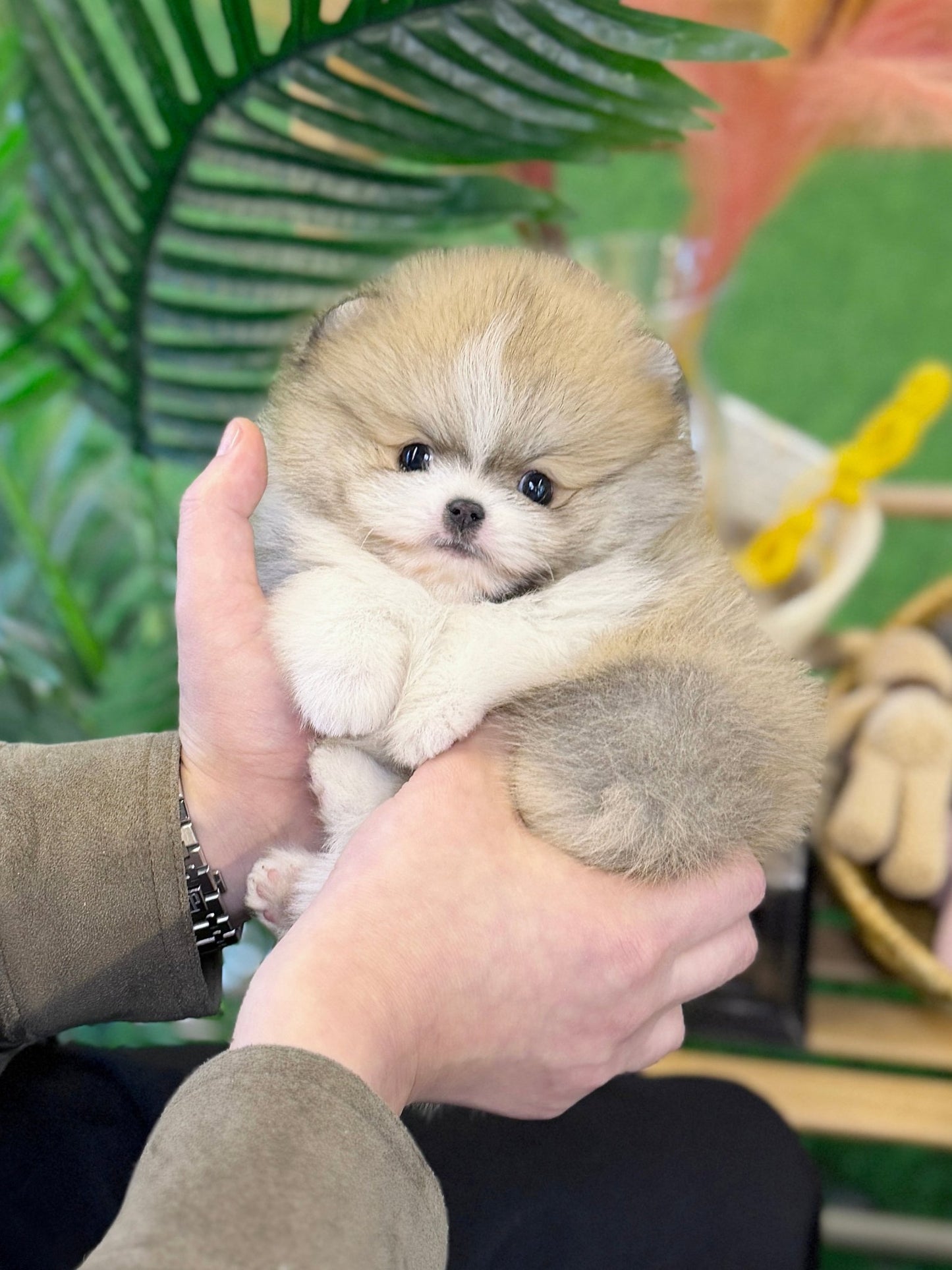Pomeranian - Lemon(Male) - Beautiful puppy teacup puppy with adorable features available for adoption from Velydog