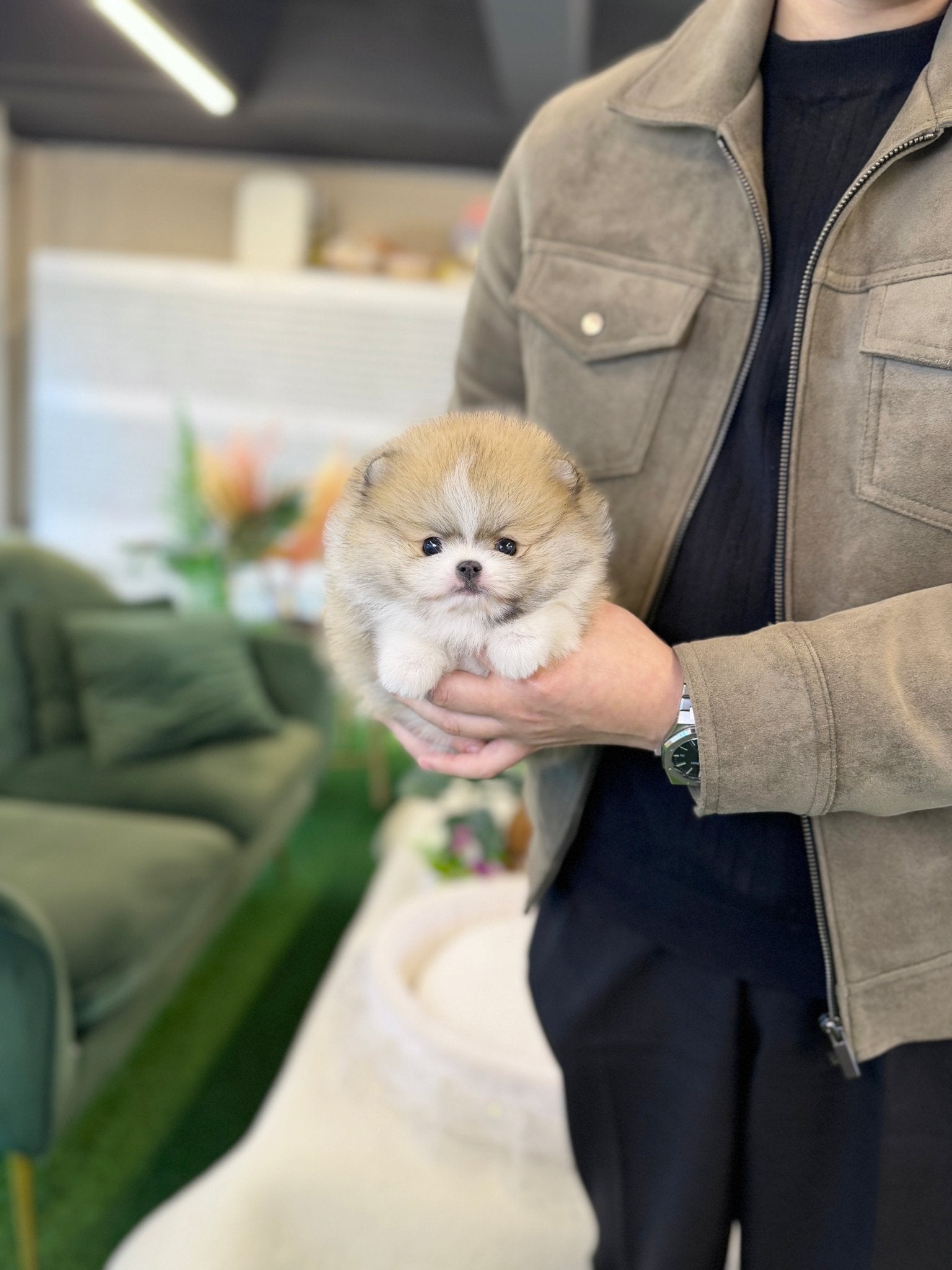 Pomeranian - Lemon(Male) - Beautiful puppy teacup puppy with adorable features available for adoption from Velydog
