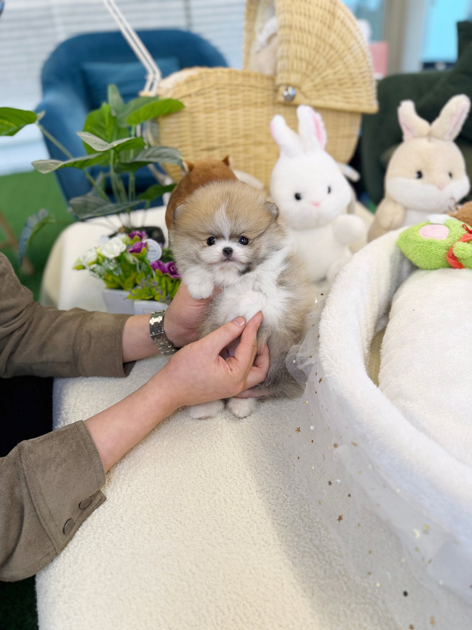 Pomeranian - Lemon(Male) - Beautiful puppy teacup puppy with adorable features available for adoption from Velydog