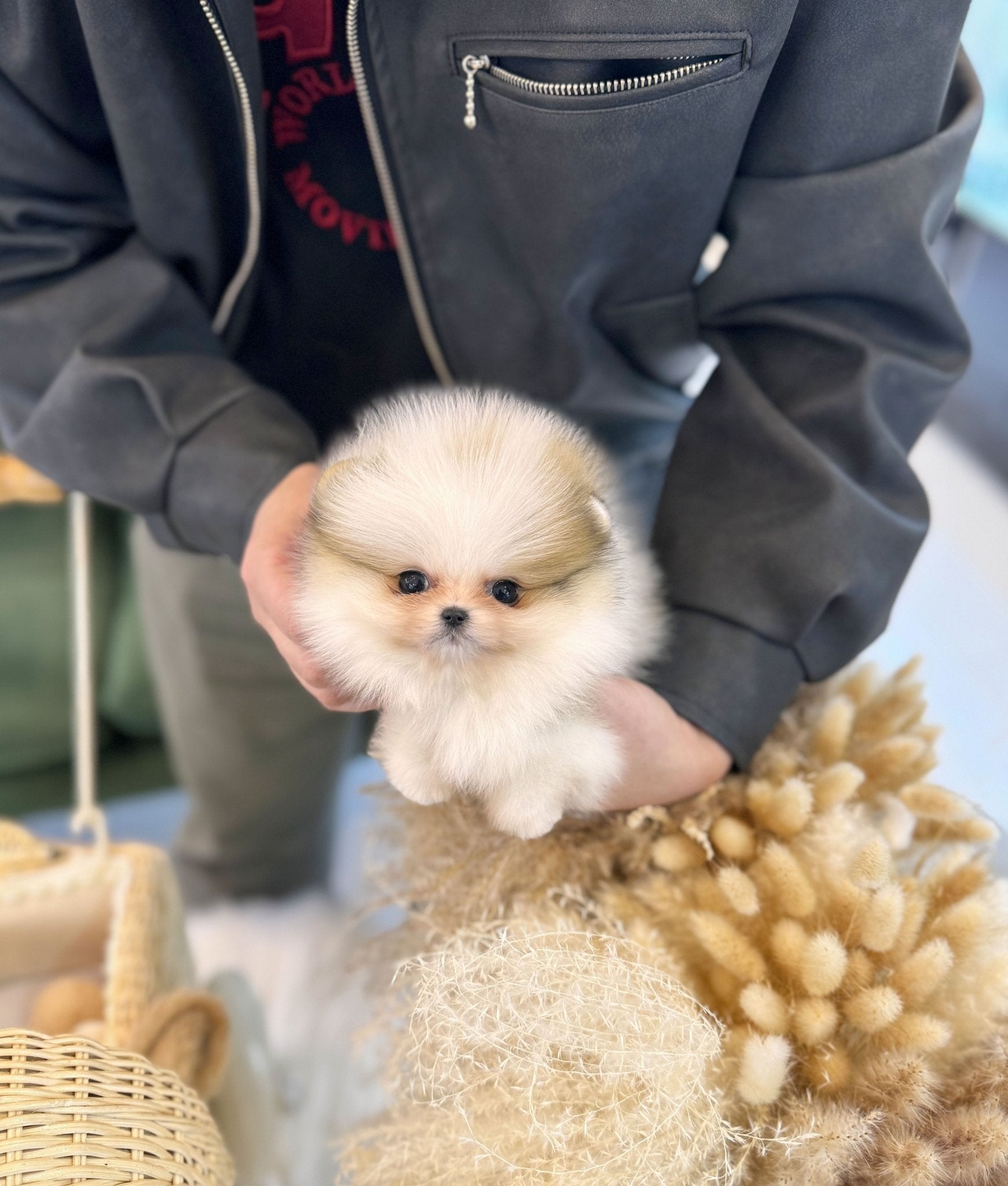 Pomeranian - Lena(Female) - Beautiful puppy teacup puppy with adorable features available for adoption from Velydog