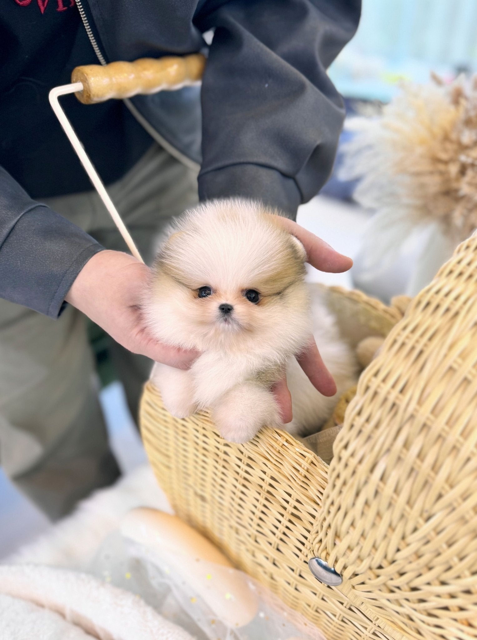 Pomeranian - Lena(Female) - Beautiful puppy teacup puppy with adorable features available for adoption from Velydog