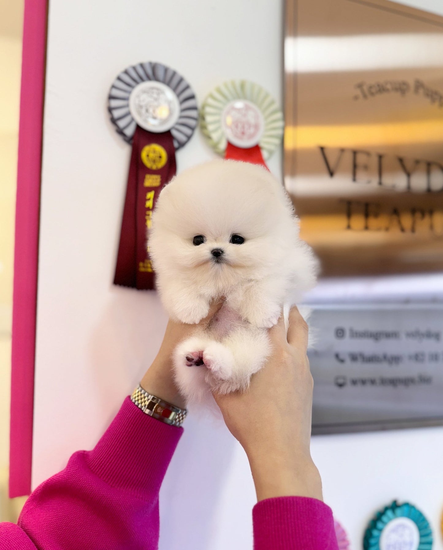 Pomeranian - Levi(Male) - Beautiful puppy teacup puppy with adorable features available for adoption from Velydog