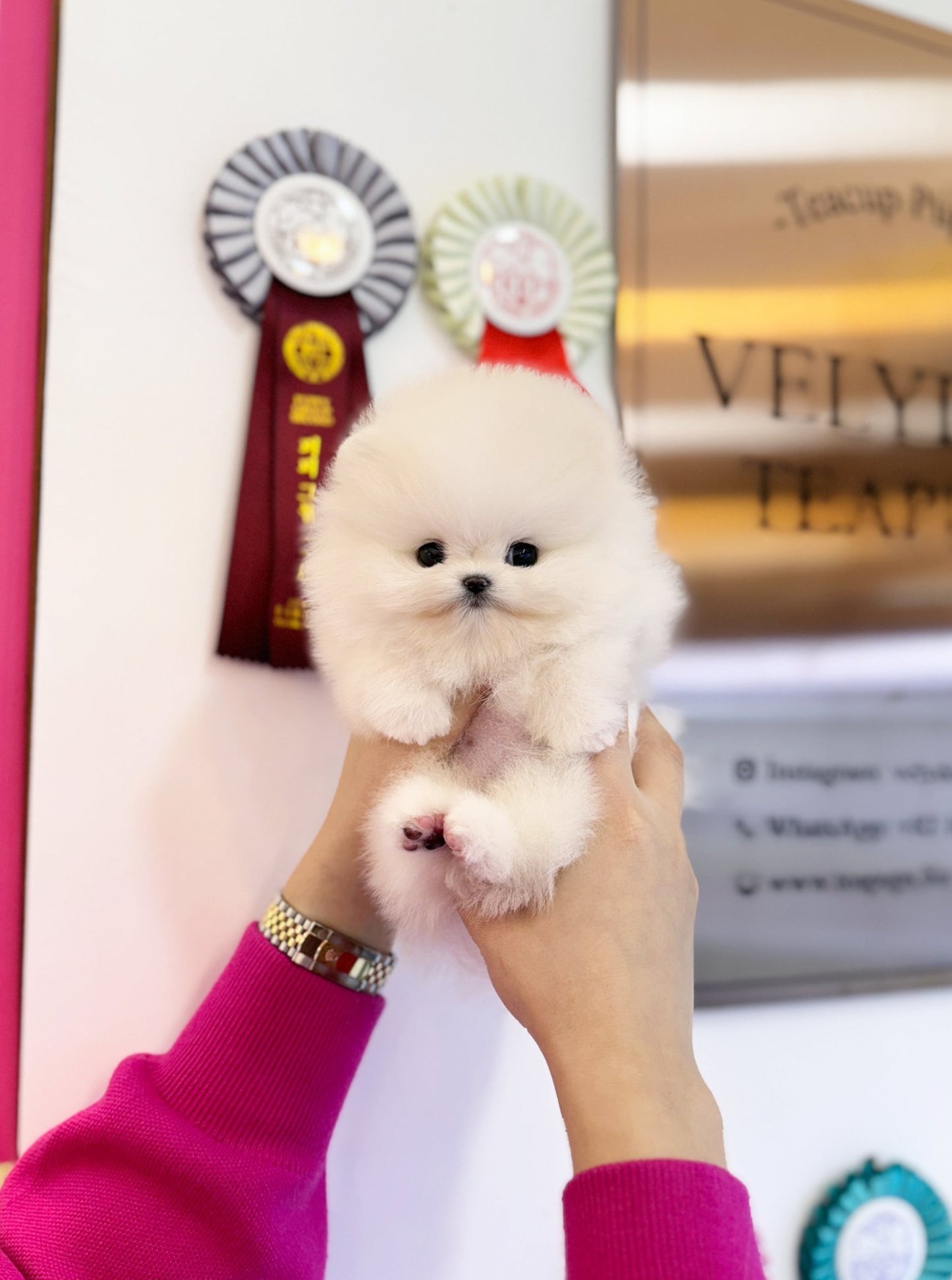 Pomeranian - Levi(Male) - Beautiful puppy teacup puppy with adorable features available for adoption from Velydog