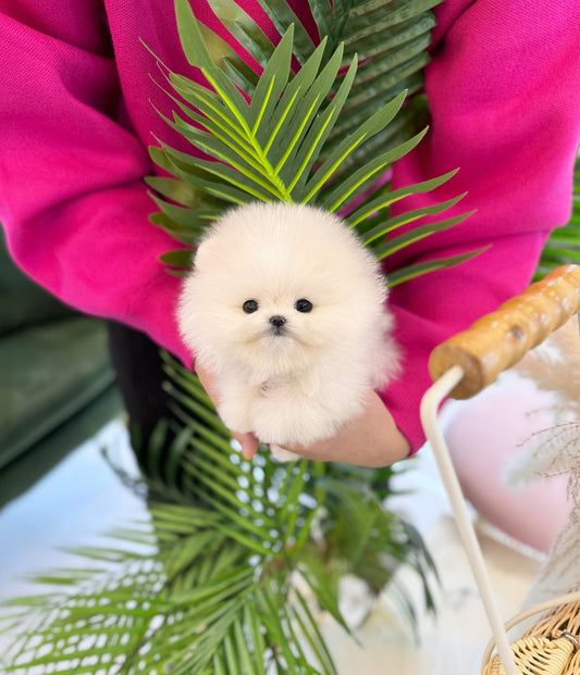 Pomeranian - Levi(Male) - Beautiful puppy teacup puppy with adorable features available for adoption from Velydog