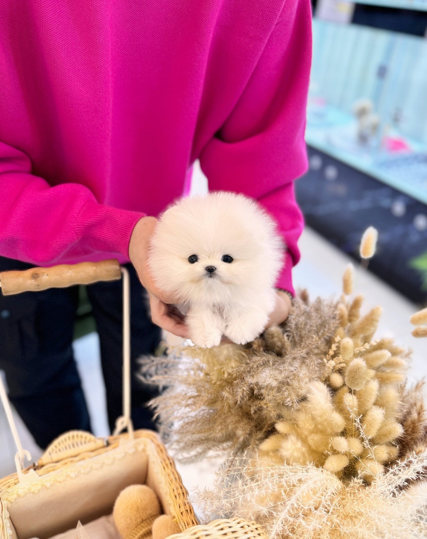 Pomeranian - Levi(Male) - Beautiful puppy teacup puppy with adorable features available for adoption from Velydog