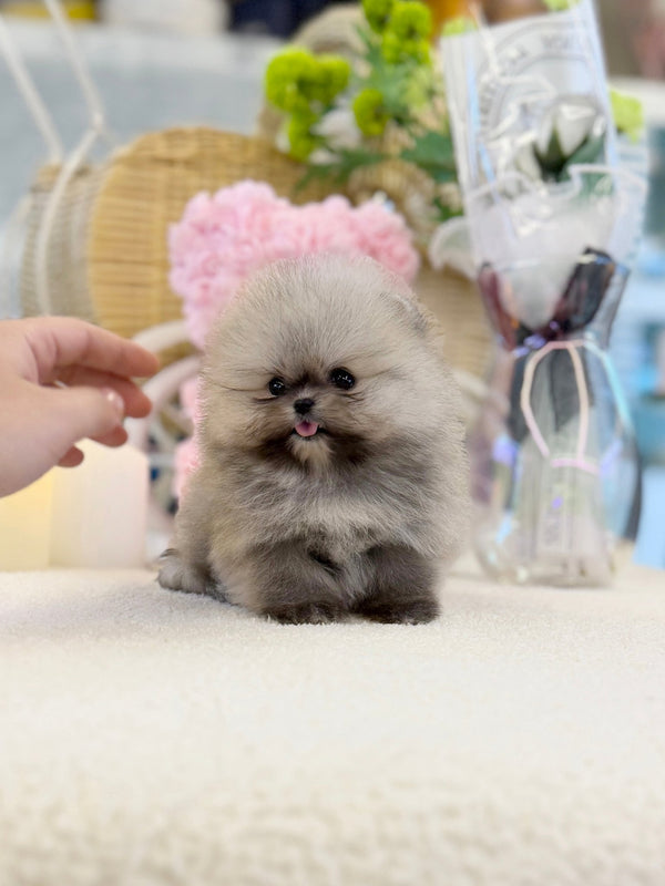 Pomeranian - Likey(Female) - Beautiful puppy teacup puppy with adorable features available for adoption from Velydog