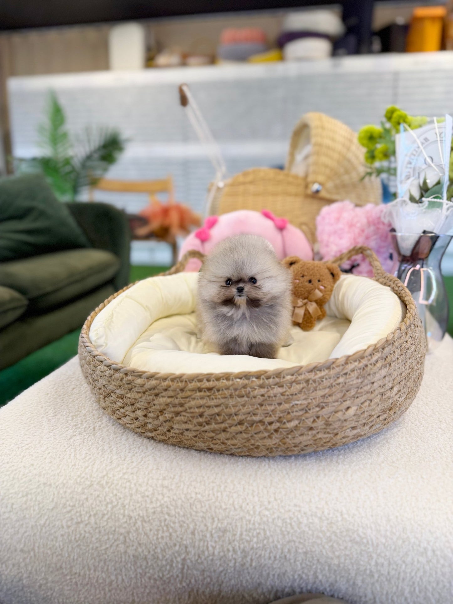Pomeranian - Likey(Female) - Beautiful puppy teacup puppy with adorable features available for adoption from Velydog