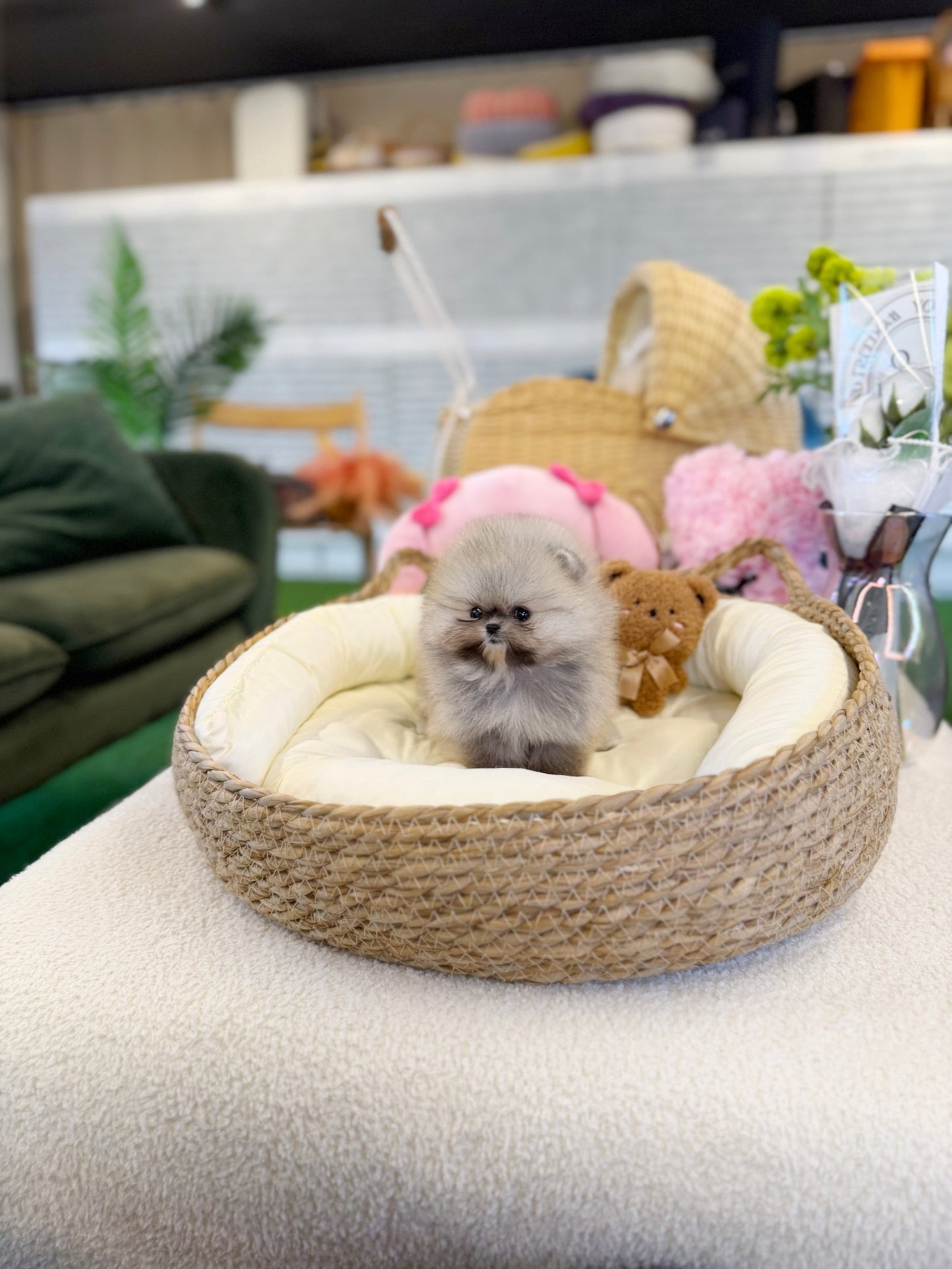 Pomeranian - Likey(Female) - Beautiful puppy teacup puppy with adorable features available for adoption from Velydog