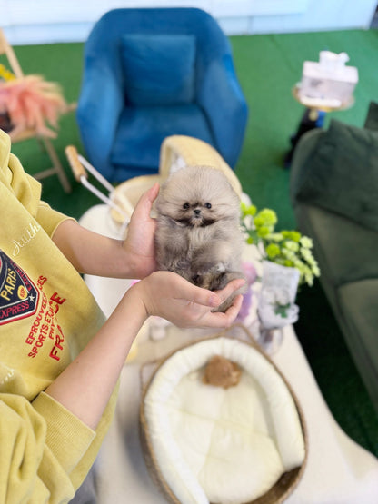 Pomeranian - Likey(Female) - Beautiful puppy teacup puppy with adorable features available for adoption from Velydog