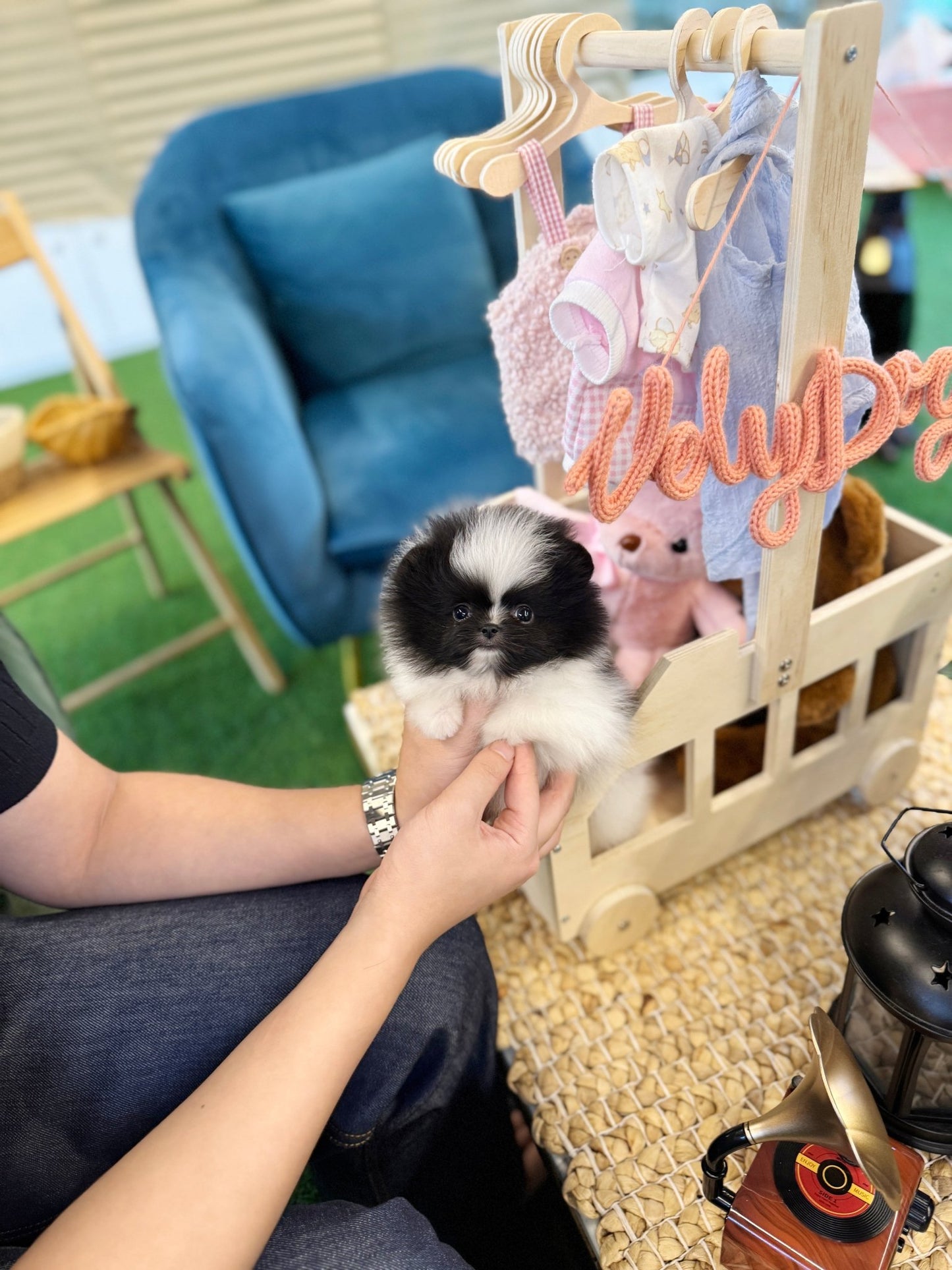Pomeranian - Lingling(Male) - Beautiful puppy teacup puppy with adorable features available for adoption from Velydog