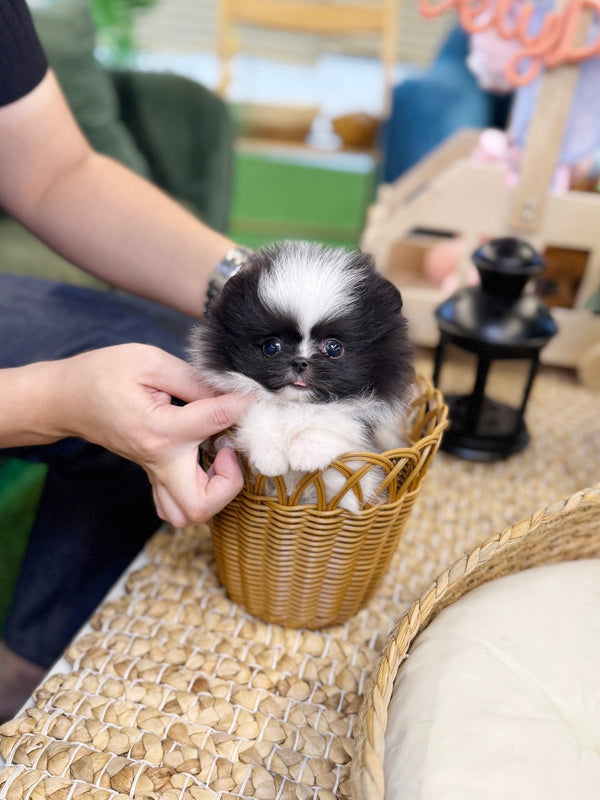 Pomeranian - Lingling(Male) - Beautiful puppy teacup puppy with adorable features available for adoption from Velydog
