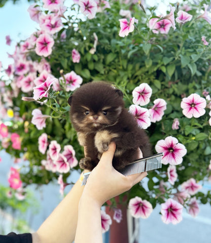 Pomeranian - Lisa(Female) - Beautiful puppy teacup puppy with adorable features available for adoption from Velydog