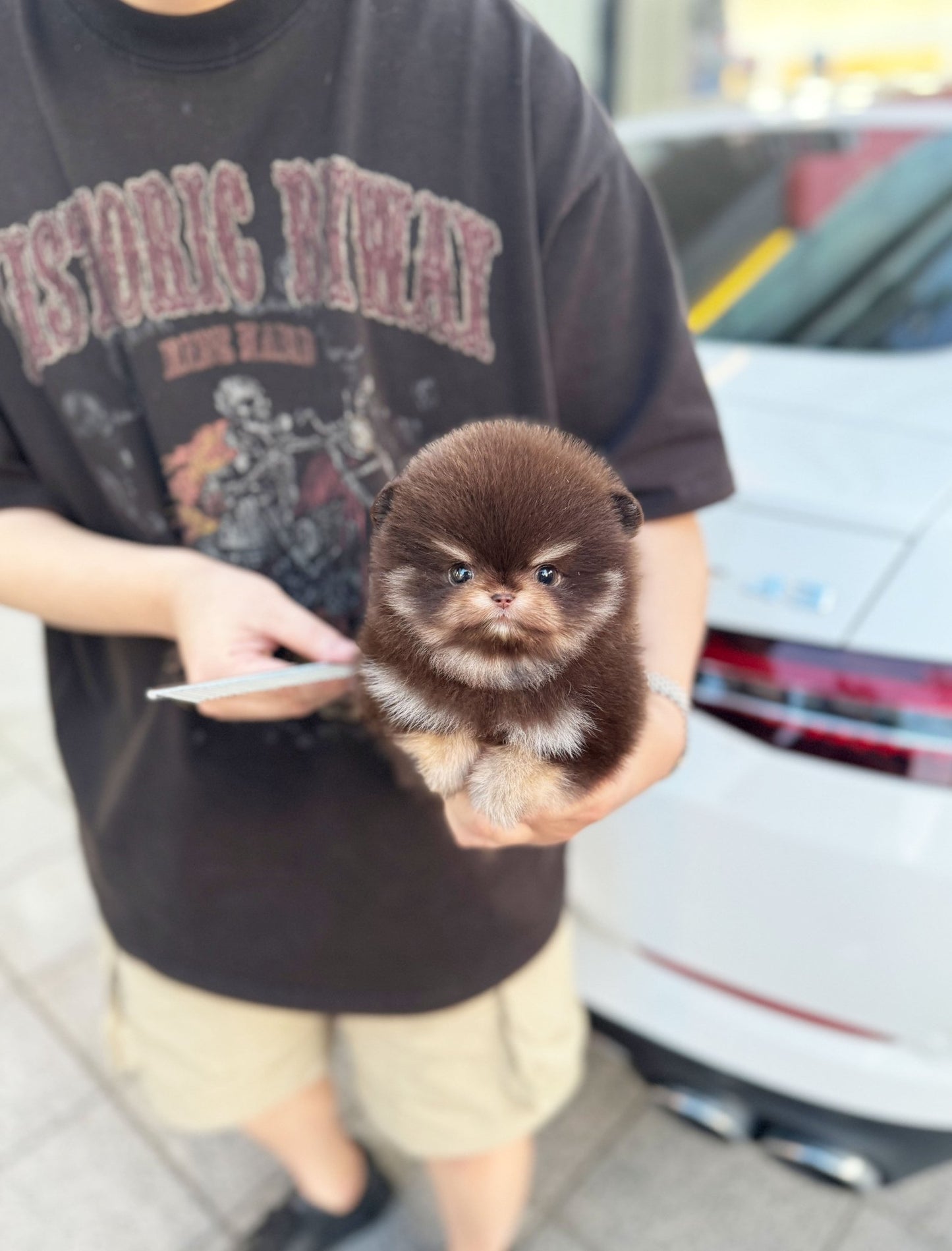 Pomeranian - Lisa(Female) - Beautiful puppy teacup puppy with adorable features available for adoption from Velydog