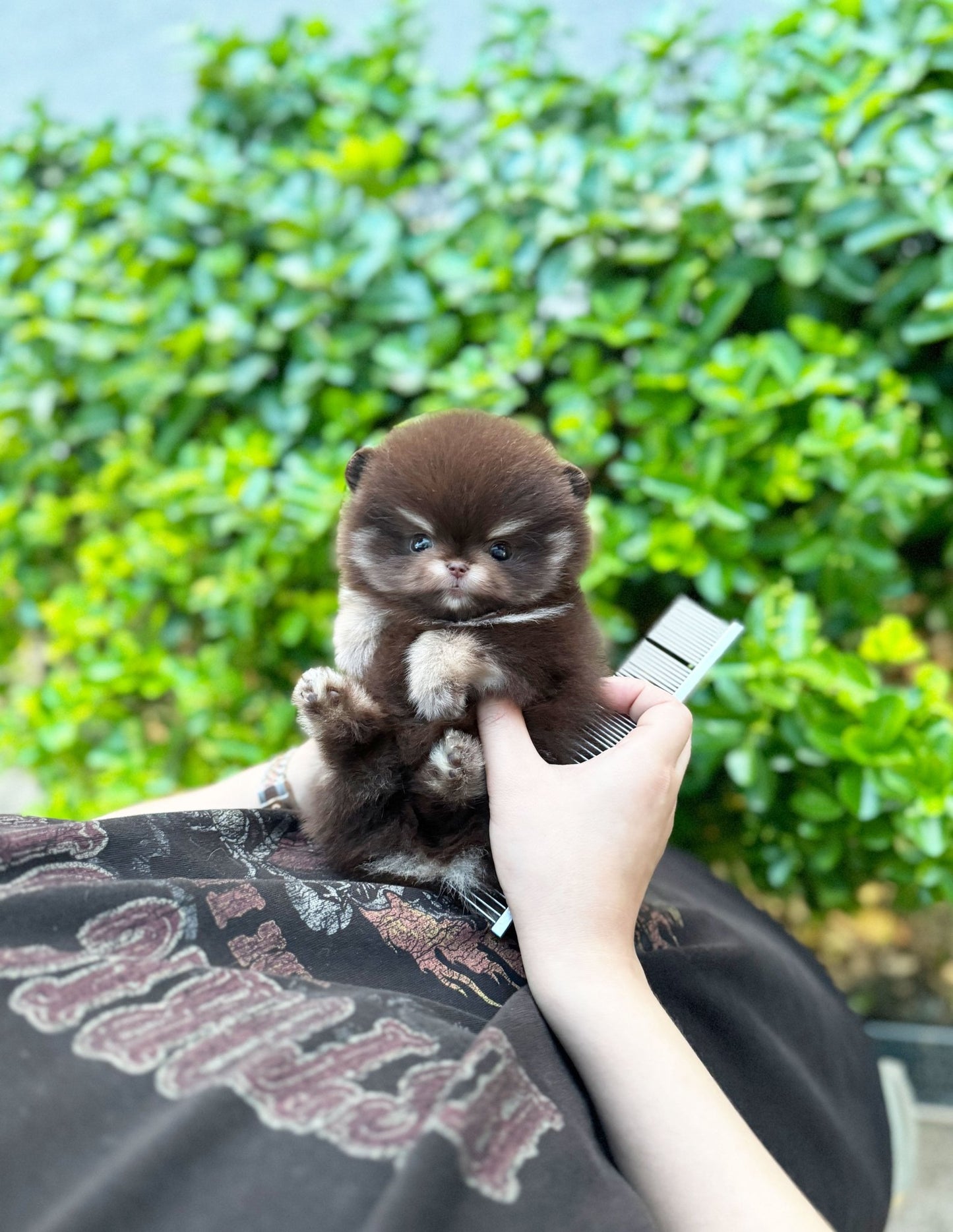 Pomeranian - Lisa(Female) - Beautiful puppy teacup puppy with adorable features available for adoption from Velydog