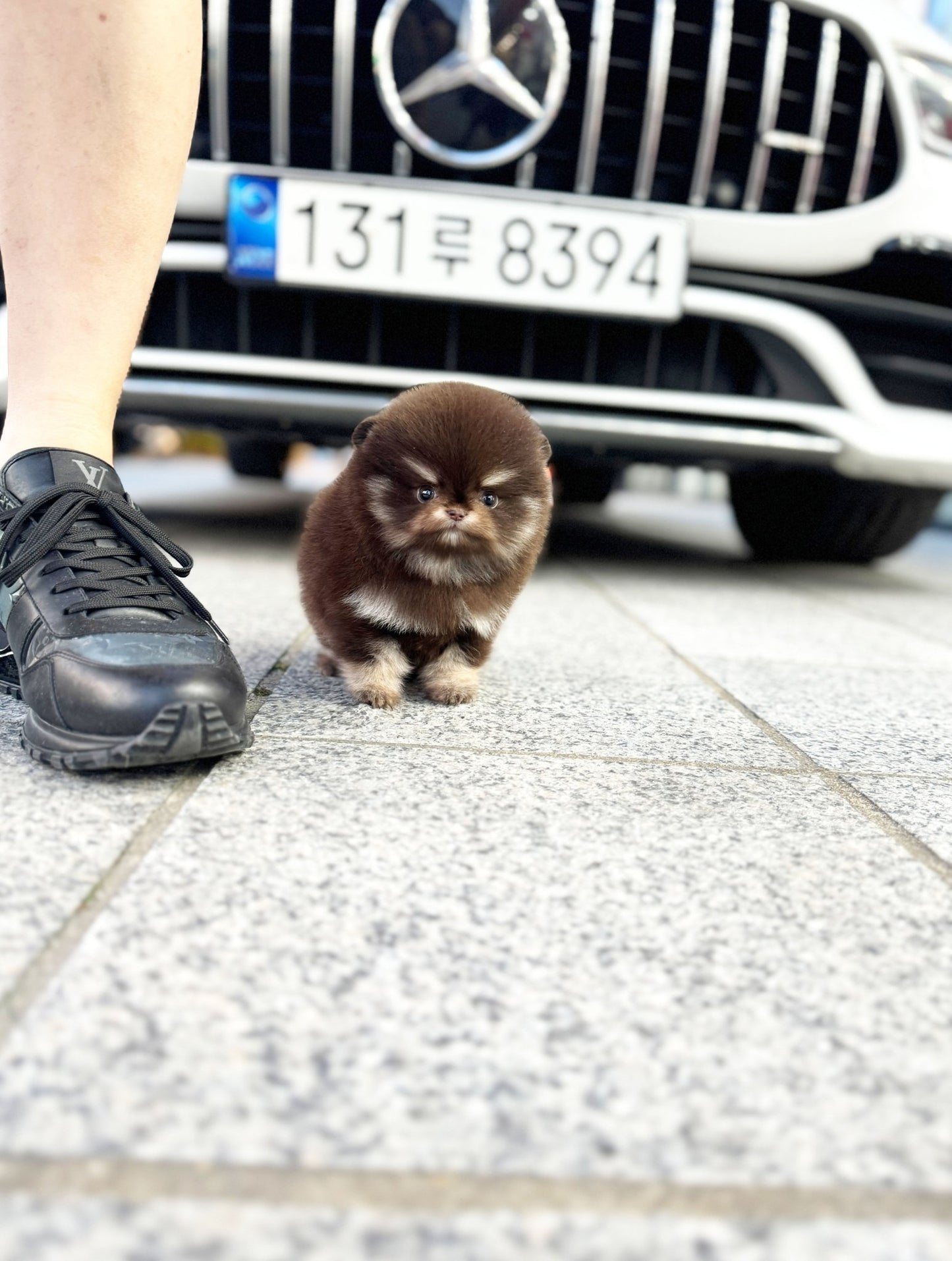 Pomeranian - Lisa(Female) - Beautiful puppy teacup puppy with adorable features available for adoption from Velydog