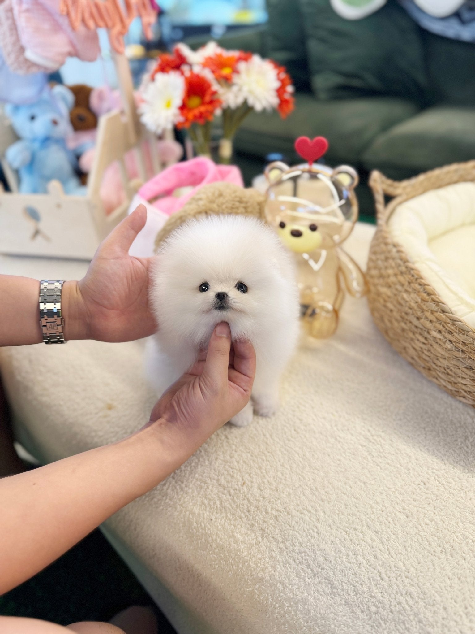 Pomeranian - Loma(Male) - Beautiful puppy teacup puppy with adorable features available for adoption from Velydog