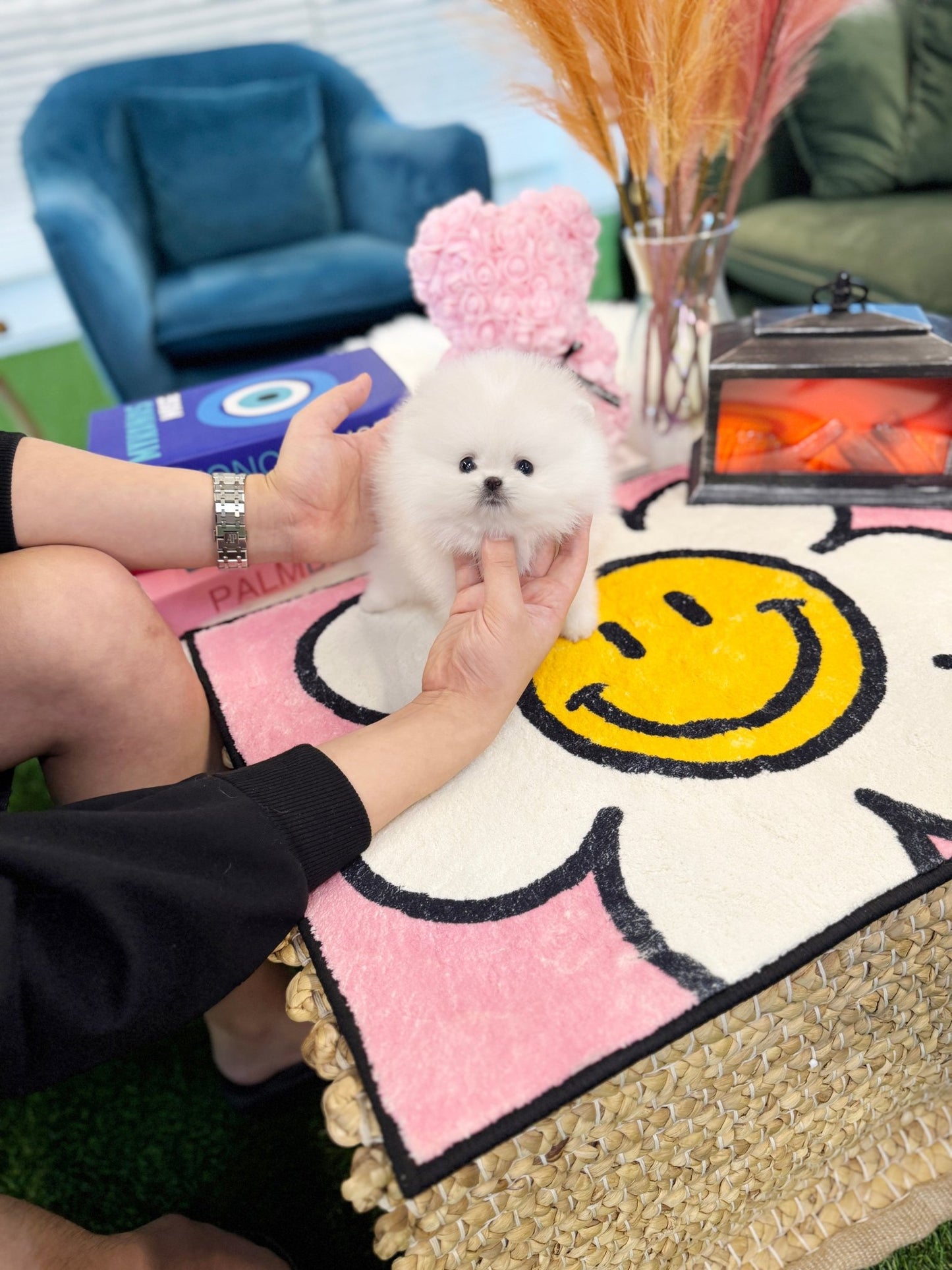 Pomeranian - Lou(Female) - Beautiful puppy teacup puppy with adorable features available for adoption from Velydog