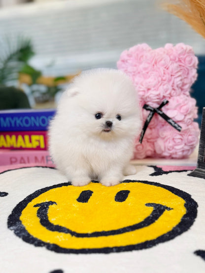 Pomeranian - Lou(Female) - Beautiful puppy teacup puppy with adorable features available for adoption from Velydog