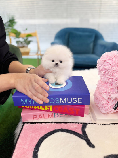 Pomeranian - Lou(Female) - Beautiful puppy teacup puppy with adorable features available for adoption from Velydog