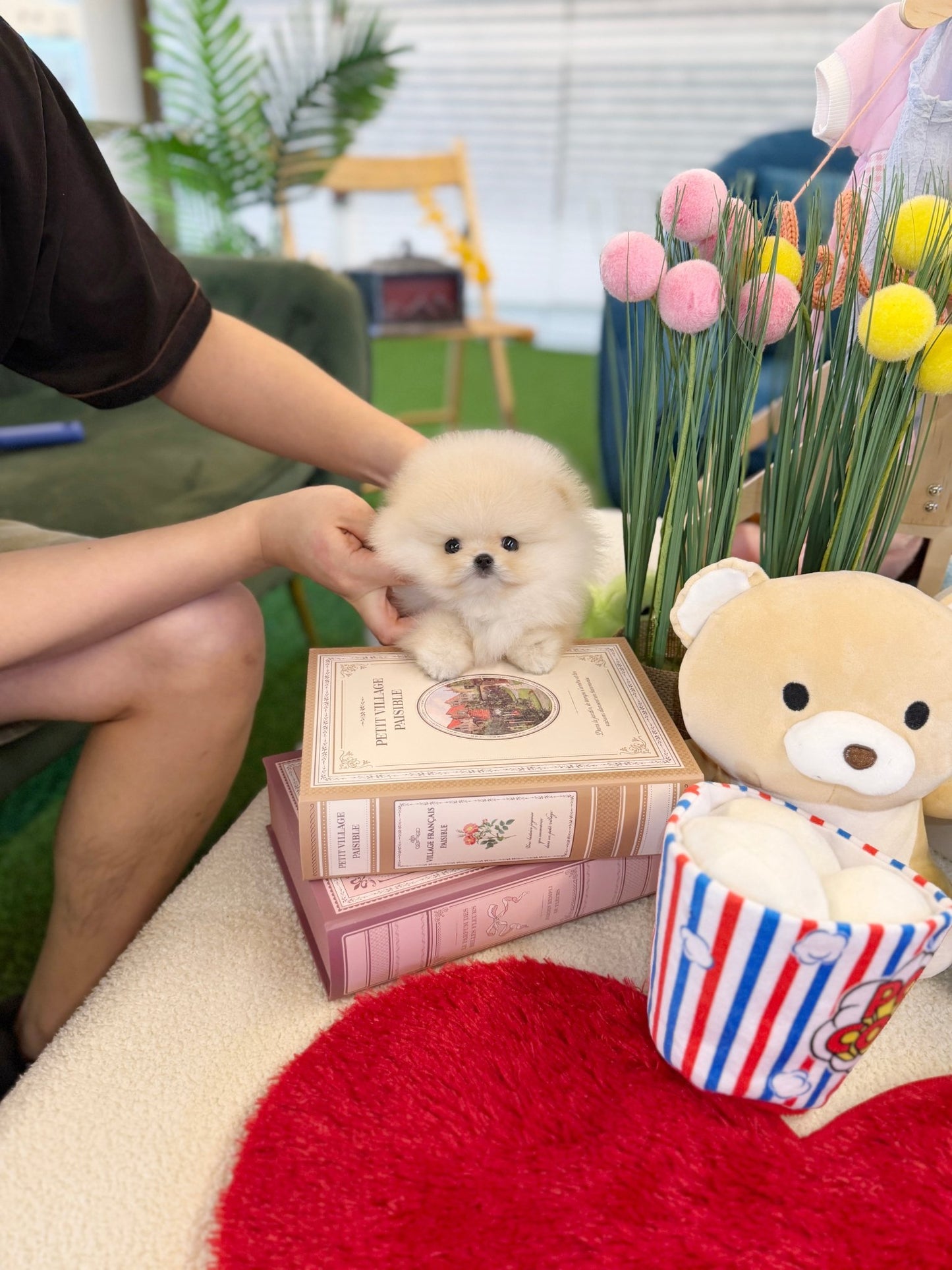 Pomeranian - Louis(Male) - Beautiful puppy teacup puppy with adorable features available for adoption from Velydog