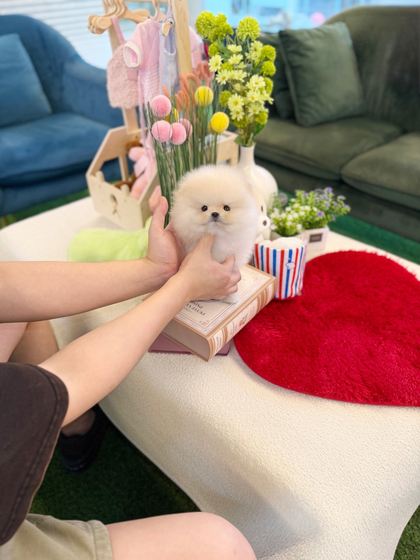 Pomeranian - Louis(Male) - Beautiful puppy teacup puppy with adorable features available for adoption from Velydog