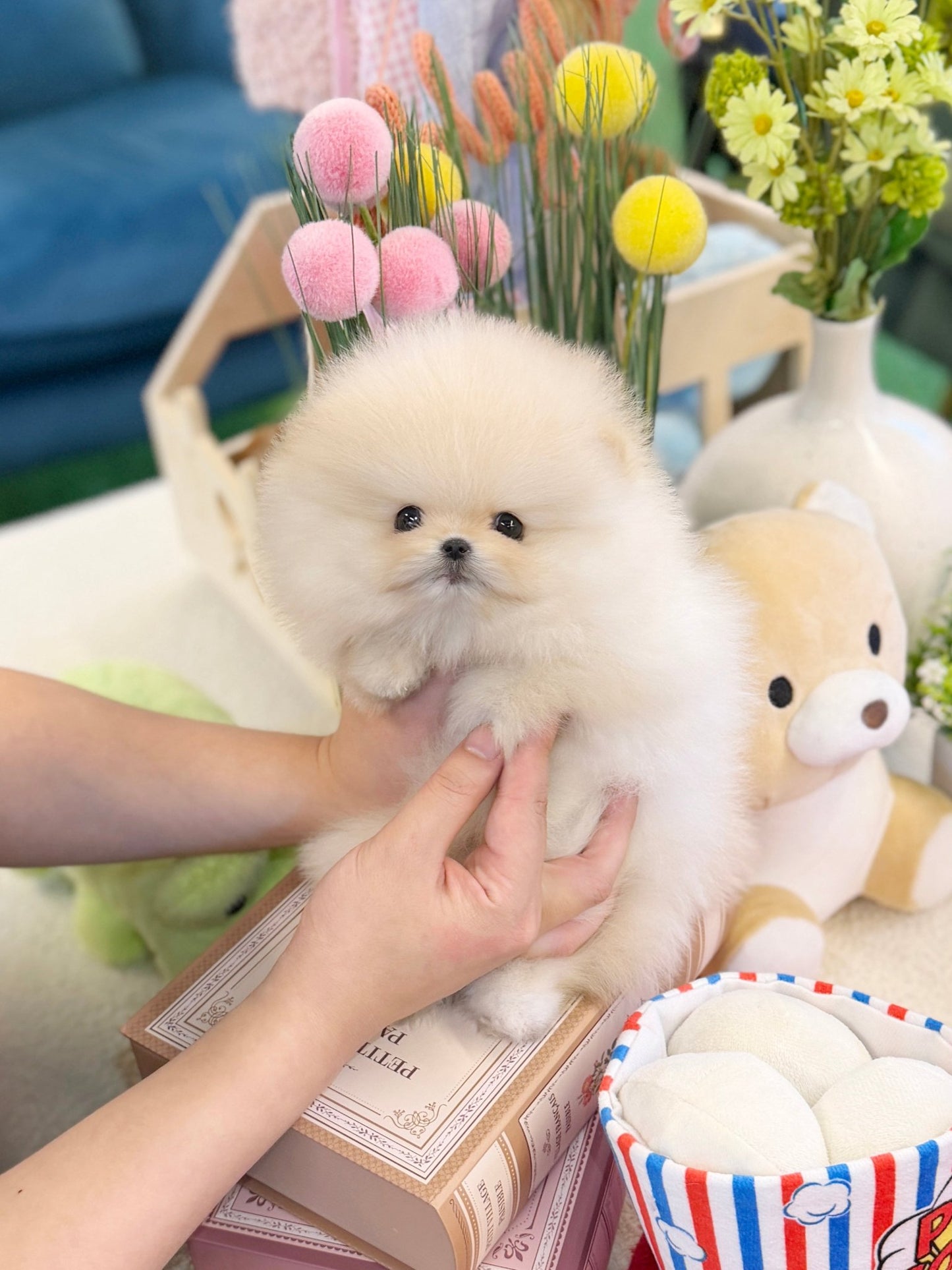 Pomeranian - Louis(Male) - Beautiful puppy teacup puppy with adorable features available for adoption from Velydog