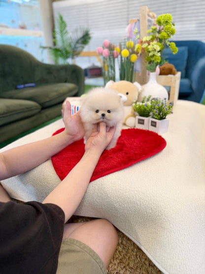 Pomeranian - Louis(Male) - Beautiful puppy teacup puppy with adorable features available for adoption from Velydog