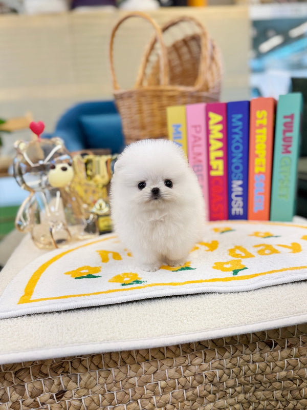 Pomeranian - Lupin(Female) - Beautiful puppy teacup puppy with adorable features available for adoption from Velydog